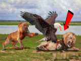 جنگ شگفت انگیز حیوانات _ حمله عقاب ها به لک لک ها _ حملات حیوانات وحشی