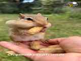 بادام خوردن یک سنجاب زیبا در حیات وحش