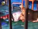 حمله بی سابقه شیر در سیرک