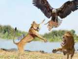 حمله شگفت انگیز عقاب ها | فیلم باورنکردنی عقاب 2023 | حملات حیوانات وحشی