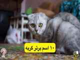 ۱۰ اسم برتر برای گربه