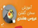 تشخیص نژاد عروس هلندی