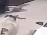 حمله گاو به مرد بی توجه در خیابان
