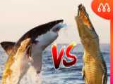 نبرد بین تمساح و مار پیتون | حیات وحش جهان | جنگ حیوانات برای بقا