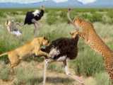 نبرد مارن گلو زرد با میمون | جنگ حیوانات وحشی | حیات وحش ۲۰۲۳