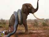 جنگ مار پیتون و فیل || فیل مار پیتون را کشت