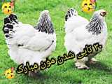 ۳۰ تایی شدیم