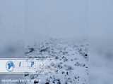بارش شدید برف و تگرگ در عربستان