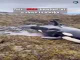 هدایت و نجات نهنگ قاتل اورکا سیاه غول پیکر 9متری در ساحل  توسط مردم