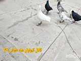 آموزش کبوتر ها
