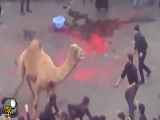فاجعه حمله شتر نذری به جمعیت عزادار