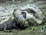جنگ سگ های وحشی || شکار تمساح توسط مار پیتون || حمله به تمساح غول پیکر