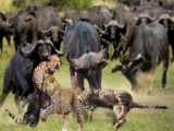 پایان بد برای یوزپلنگ هنگام شکار گاومیش | شکست شکار حیوانات | حیوانات وحشی