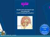 همه چیز درباره مغز انسان