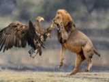 مستند حیوانات وحشی || مهارت عقاب در شکار بز کوهی || شکار حیوانات وحشی