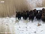 نبرد بزرگ برای غذای عقاب ها و گرگ های درنده در زمستان سخت