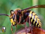 ببینید | تلاش جالب یک زنبور برای برگرداندن سر کنده شده خود روی بدنش