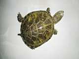 لاکپشت های مولد و دیگر لاکپشت های اروپایی