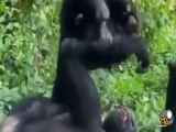 فیلم بازی بامزه شامپانزه با بچه اش