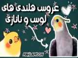 پرنده عروس هلندی خنده دار.
