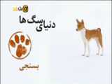 سگ باسنجی