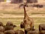 30 لحظه ترسناک تلاش پیتون های احمق برای بدست آوردن شاخ ایمپالا | مستند حیات وحش