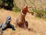 نبرد کومودو با گراز | 5 لحظه برتر اژدهای کومودو کل گراز وحشی را می بلعد.