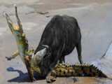 حیات وحش جهان ، مبارزه شدید بوفالو در مقابل کروکودیل، حمله حیوانات وحشی