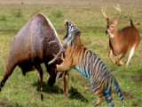 جنگ حیوانات وحشی | ببر در مقابل بابون | حمله حیوانات در روی درخت