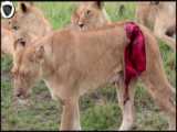 نبرد شیر مقابل زرافه | شکست شیر شاه مقابل زرافه | جنگ حیوانات وحشی