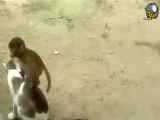 فیلم میمونی که فکرمی‌کند این گربه مهربان مادرش است