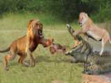جنگ حیوانات وحشی - خرس علیه شیر - چه کسی در این نبرد پیروز می شود