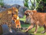 دزدیدن بچه شیرها توسط عقاب | حمله حیوانات وحشی | نبرد شیر و عقاب