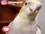 عروس هلندی ناز من:(^^