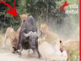 جنگ حیوانات وحشی | حفاظت بوفالو از گوساله خود | جنگ شیر و بوفالو