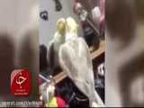 عروس هلندی به اسم امید