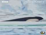 فیلم روش عجیب نهنگ های قاتل برای شکار فک دریایی