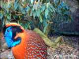 صدای حیوانات 30 - صدای پرندگان - آواز بلبل برای آرامش