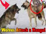 فیلم | مبارزه سگ ها با گرگ/دعوای سگ با گرگ ها/کانگال در مقابل چند گرگ