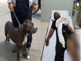 فیلم | حمله مرگبار سگ پیت‌بول به نگهبان امنیتی