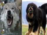 فیلم | سگ ماستیف تبتی در مقابل گرگ - نبرد سگ و گرگ