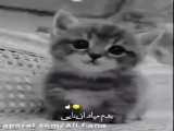 طنز خنده دار  کیوت