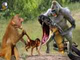 فیلم | جنگ حیوانات وحشی / مار در مقابل مانگوس و میمون