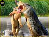فیلم | نبرد ناگهانی تمساح و شیر ، حمله ناگهانی حیوانات وحشی ، شکار شیر توسط تمساح