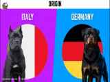 مقایسه دو نژاد سگ کین کورسو و روتوایلر | Cane Corso VS Rottweiler