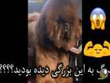 پشمالوترین سگ دنیا!