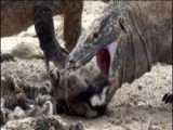 حمله حیوانات وحشی ، مادر عقاب مار را می کشد ، جنگ حیوانات حیات وحش