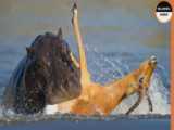 شکار وحشیانه ایمپالا توسط کرگدن - مستند حیات وحش