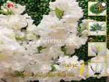 فروش شکوفه مصنوعی گیلاس سفید رنگ| فروشگاه ملی