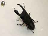 وقتی سوسک گوزنی نقاشی میکشه/ Stag Beetle